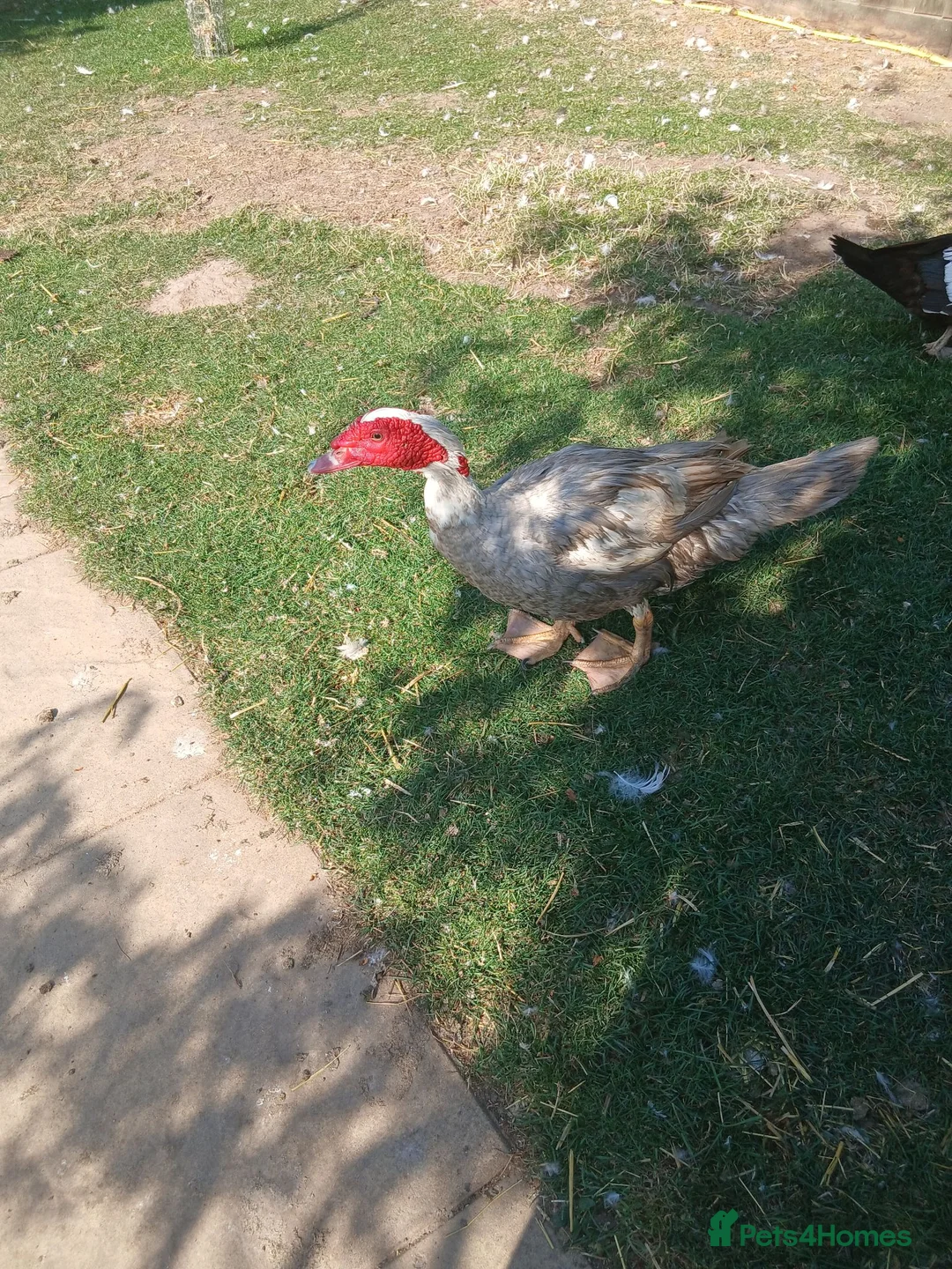 Ducks poultry for sale: 2 Muscovy Drakes - Advert 2