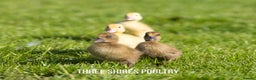 Ducks poultry for sale: Ducklings - Cherry Valley day olds  - Advert 4