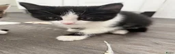 Mixed Breed cats for sale: Kittens for sale in Trimdon Station - Advert 7