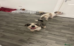 Mixed Breed dogs for sale: My two pups for sale  - Image 1
