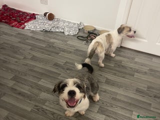 Mixed Breed dogs for sale - Advert 1