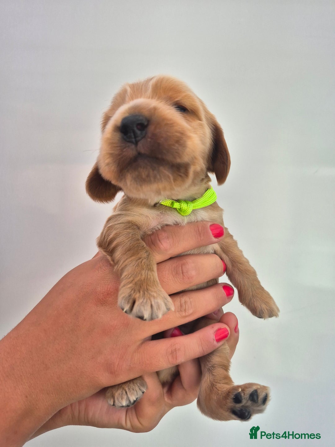 Cocker Spaniel dogs for sale: Kc reg Cocker Spaniels  - Image 7