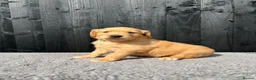 Golden Retriever dogs for sale: Kc extensively health tested boys and girls  - Advert 13
