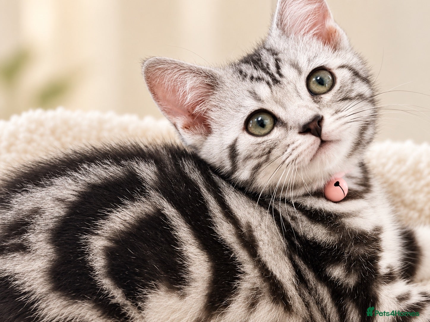 British Shorthair cats Stunning Silver Tabby Kittens GCCF Champion Lines - Advert 2