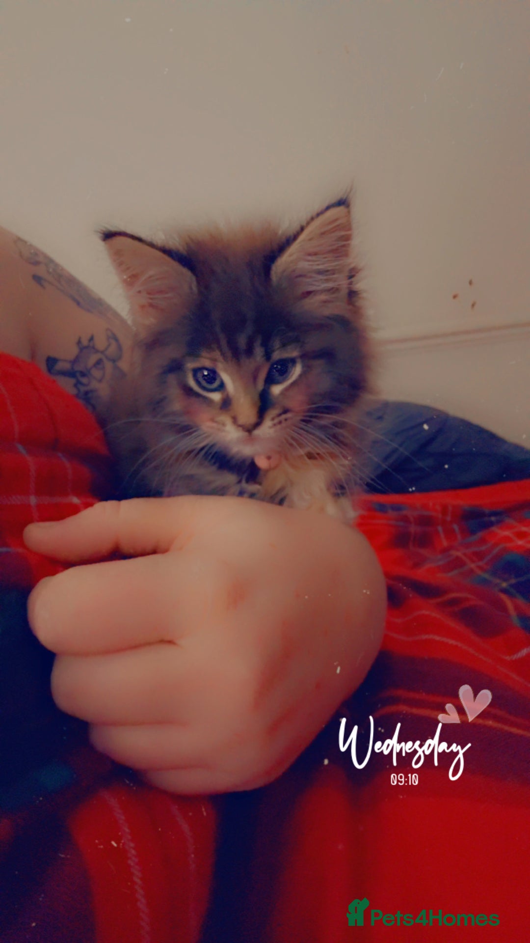 Maine Coon cats for sale: Mainecoon little lady ready for new home - Advert 12