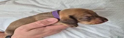 Miniature Dachshund dogs for sale: 🤎 Gorgeous Daxies_Mini Dachshunds 🤎 - Advert 22