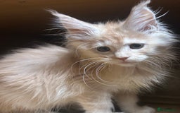Maine Coon cats for sale: Stunning Mainecoon kittens  - Image 1