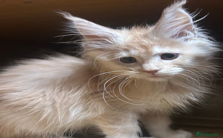 Maine Coon cats - Advert 12