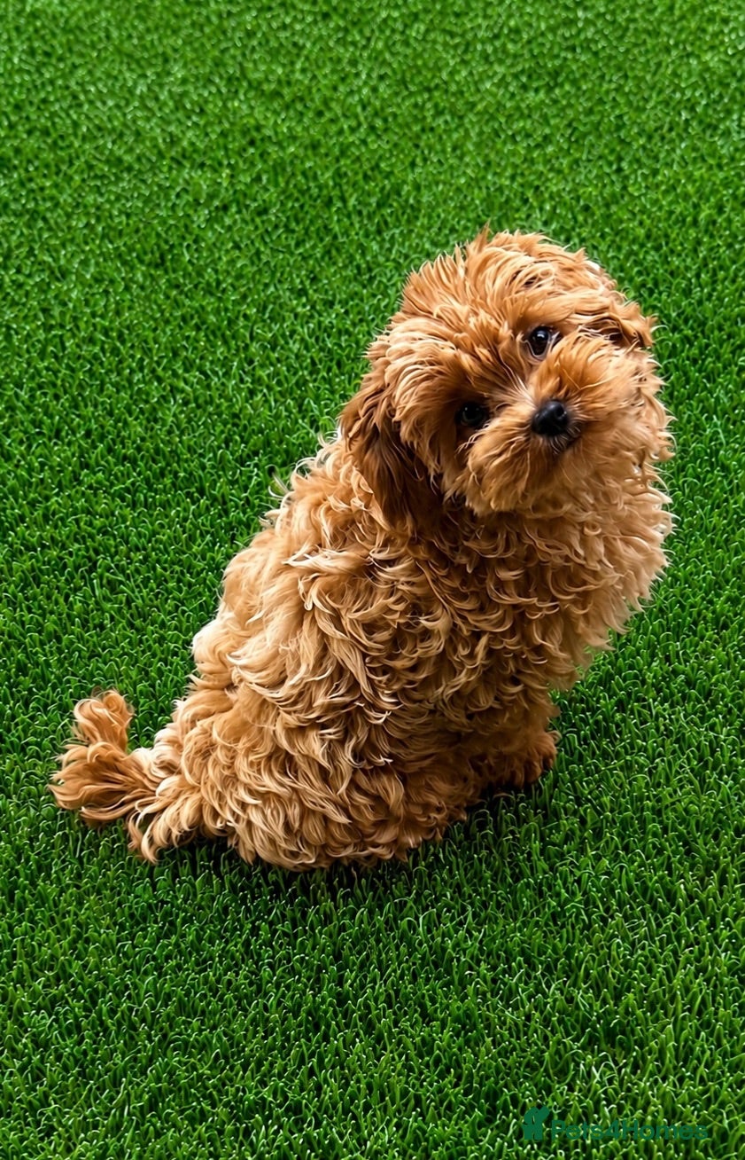 Maltipoo dogs Tiny Asian Maltipoo. DNA tested parents. - Advert 2