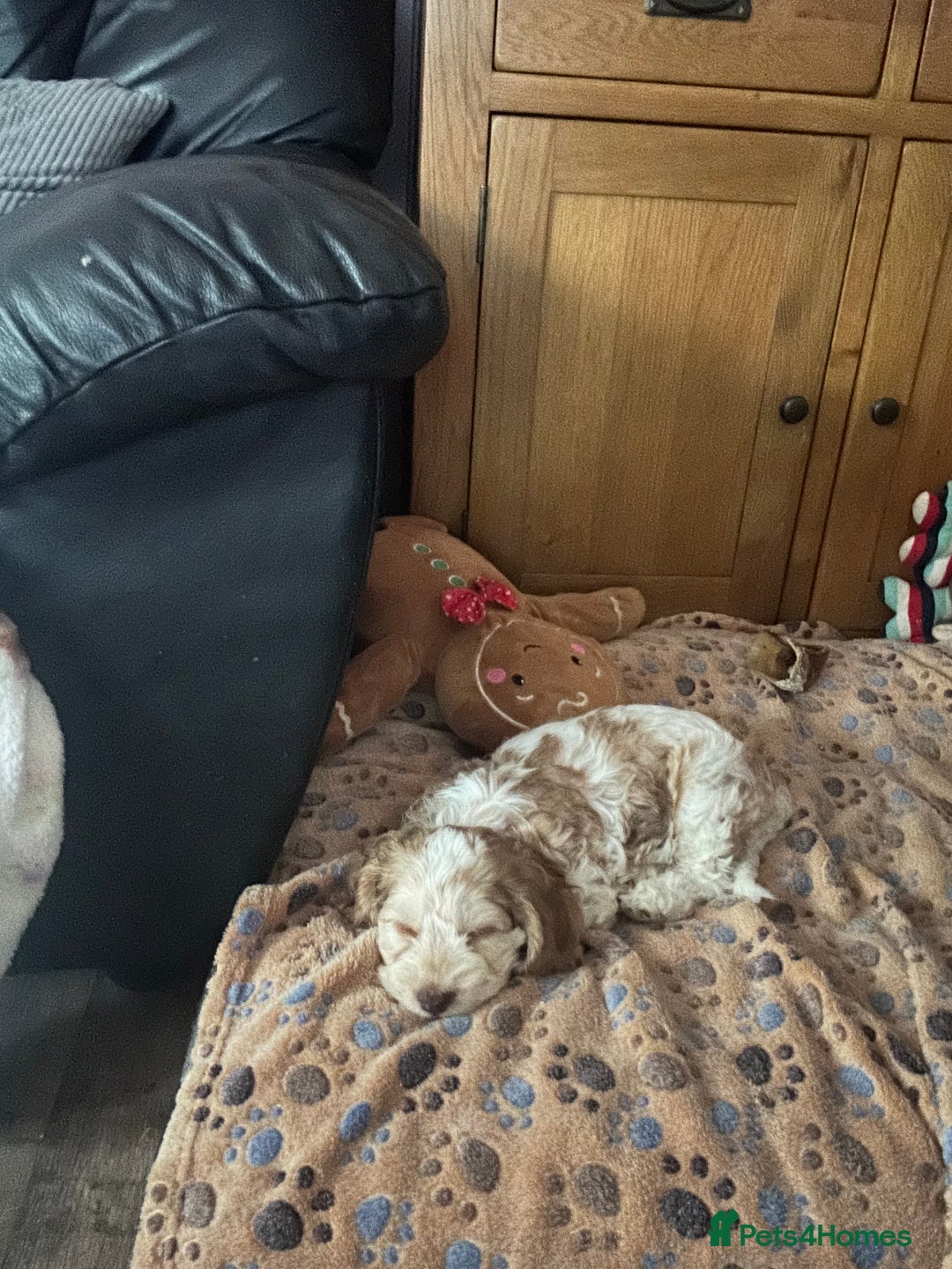 Cockapoo dogs for sale: Fully vaccinated cockapoo puppy  - Image 6