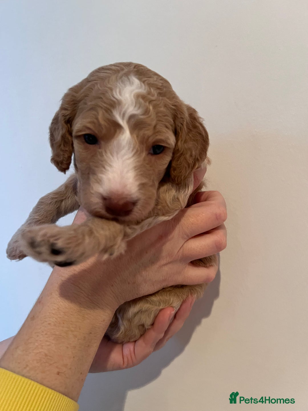 Cockapoo dogs for sale: Apricot F1B Cockapoo puppies - Advert 23
