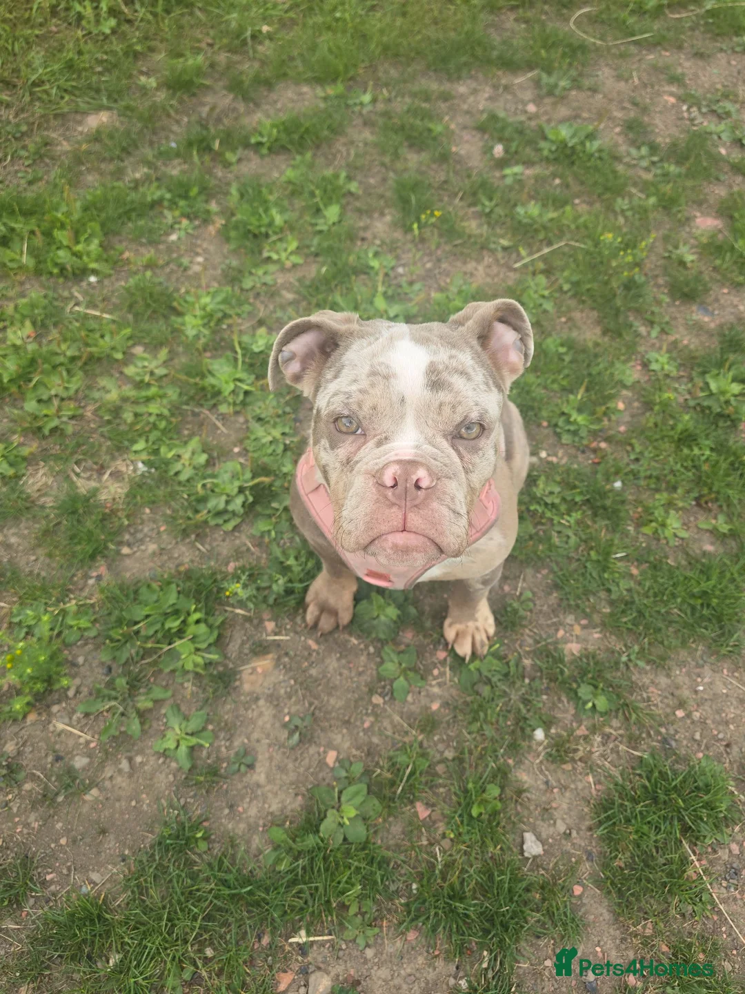 English Bulldog dogs for sale: Merl english bulldog in Huddersfield - Advert 1