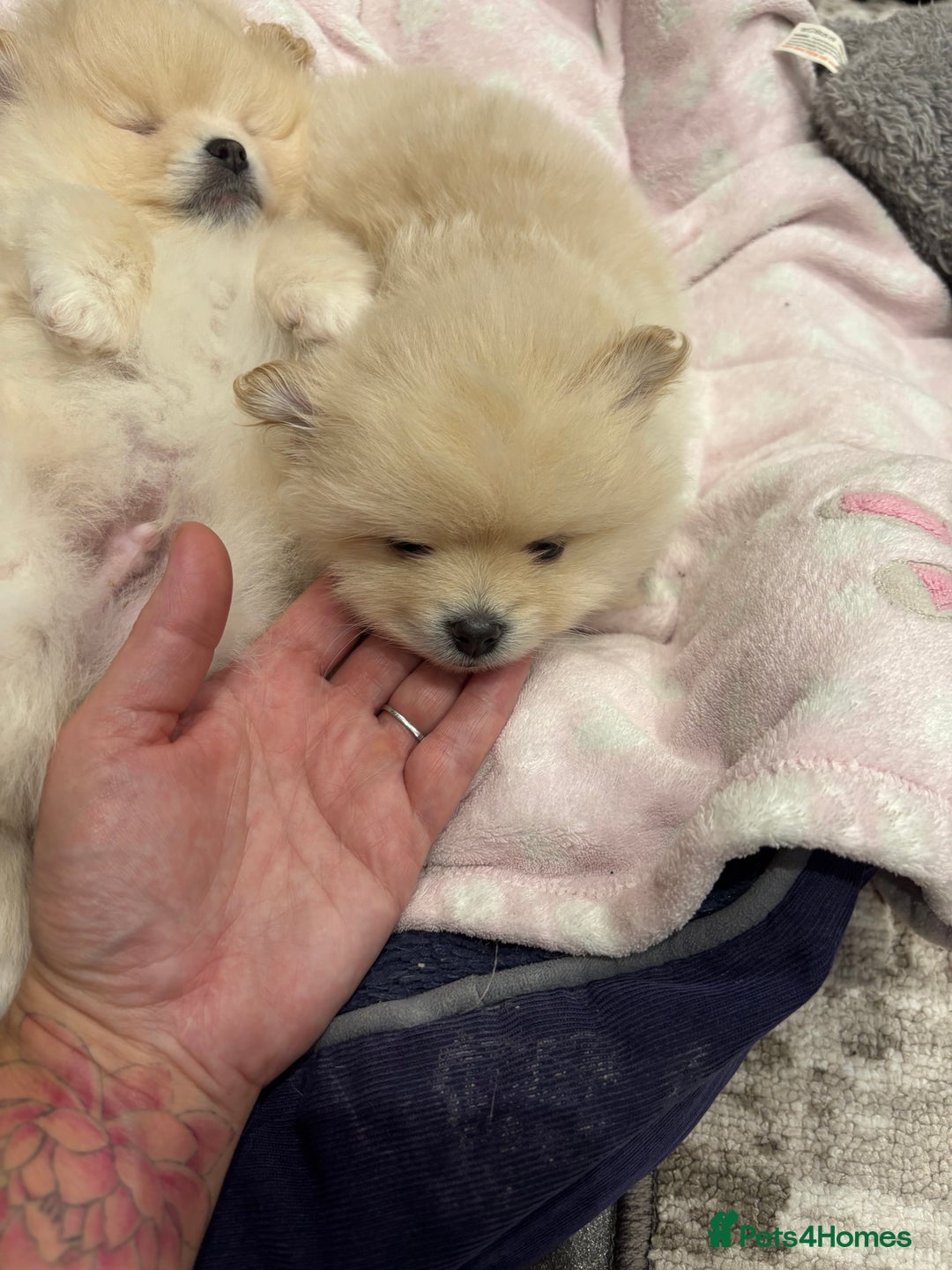 Pomeranian dogs for sale:  Pomeranians pups ready to go on 31st dec  - Advert 29