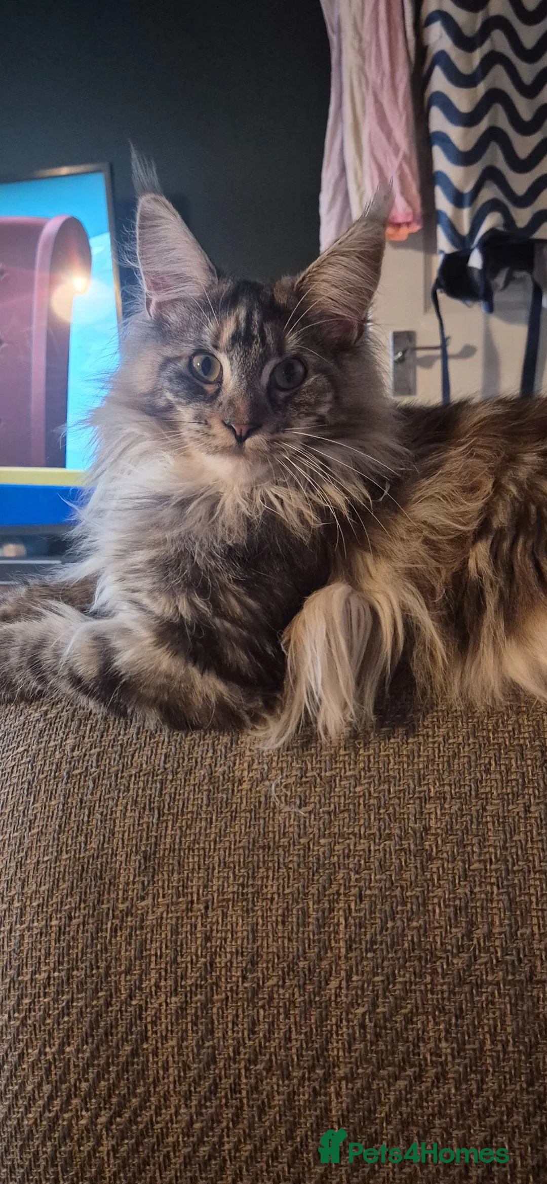 Maine Coon cats for sale: Female maine coon  in Llandudno - Advert 1