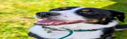 Mixed Breed dogs for sale: The Ultimate Sweet & Gentle Companion in Corsham - Advert 2