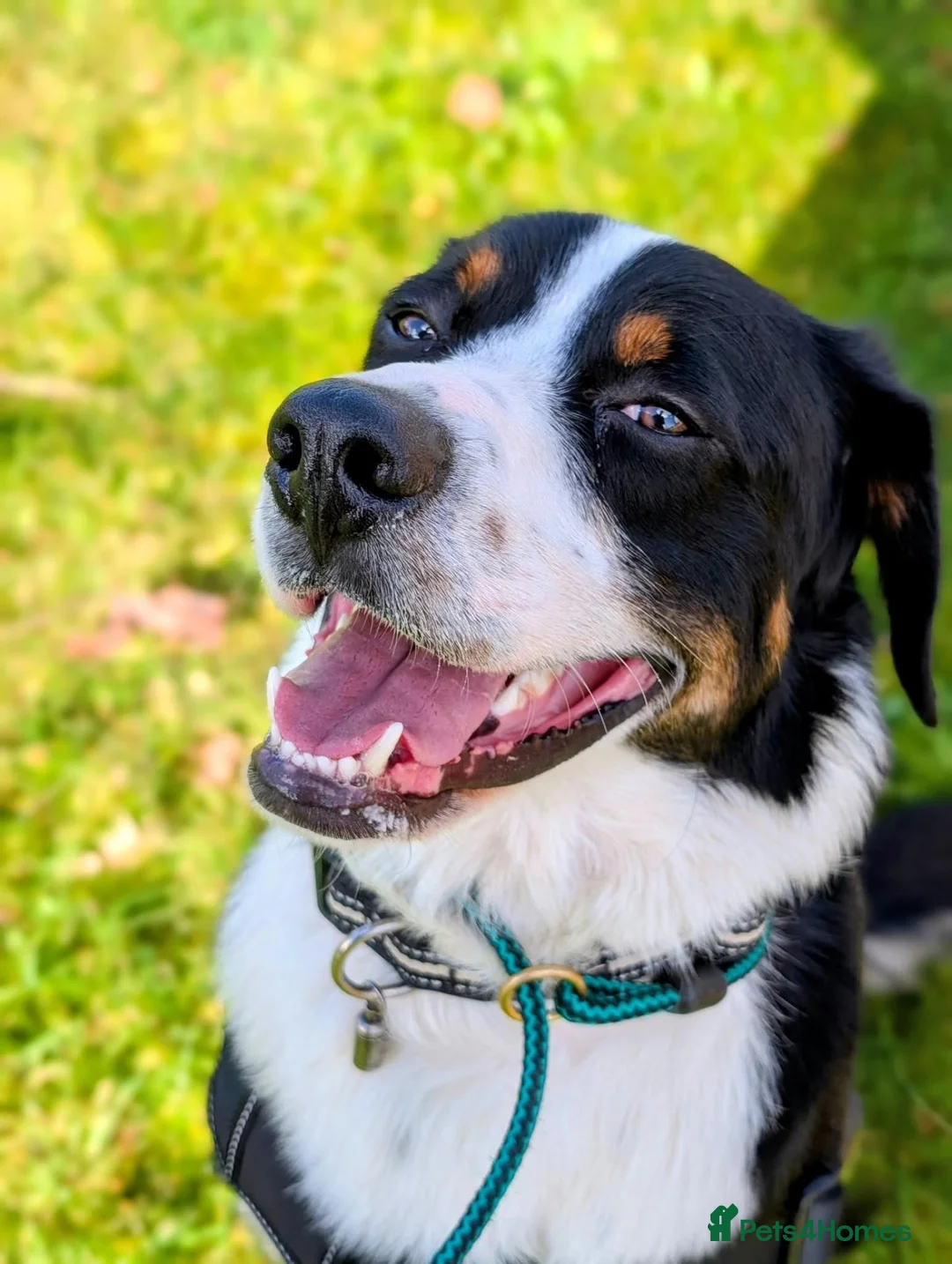 Mixed Breed dogs for sale: The Ultimate Sweet & Gentle Companion in Corsham - Advert 2