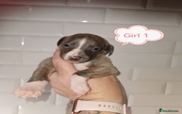 Whippet dogs for sale: Lovely petite whippets for sale  - Image 12