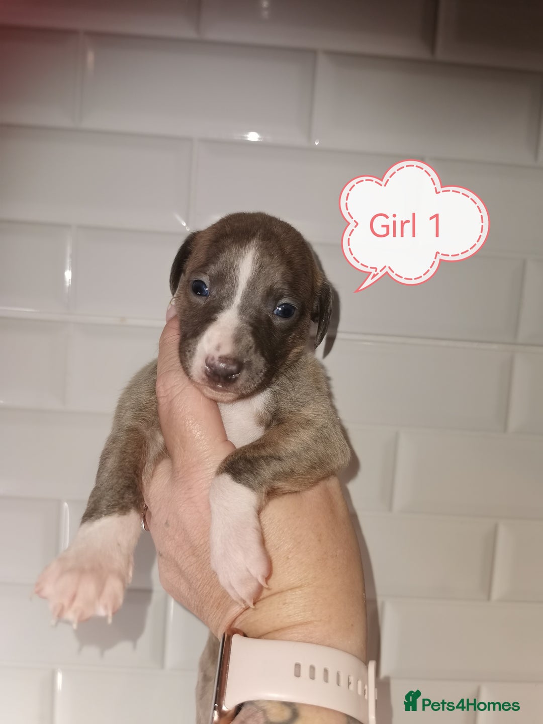 Whippet dogs for sale: Lovely petite whippets for sale  - Image 12