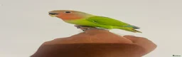 Lovebirds birds for sale: Hand reared lovebirds for sale  - Advert 18