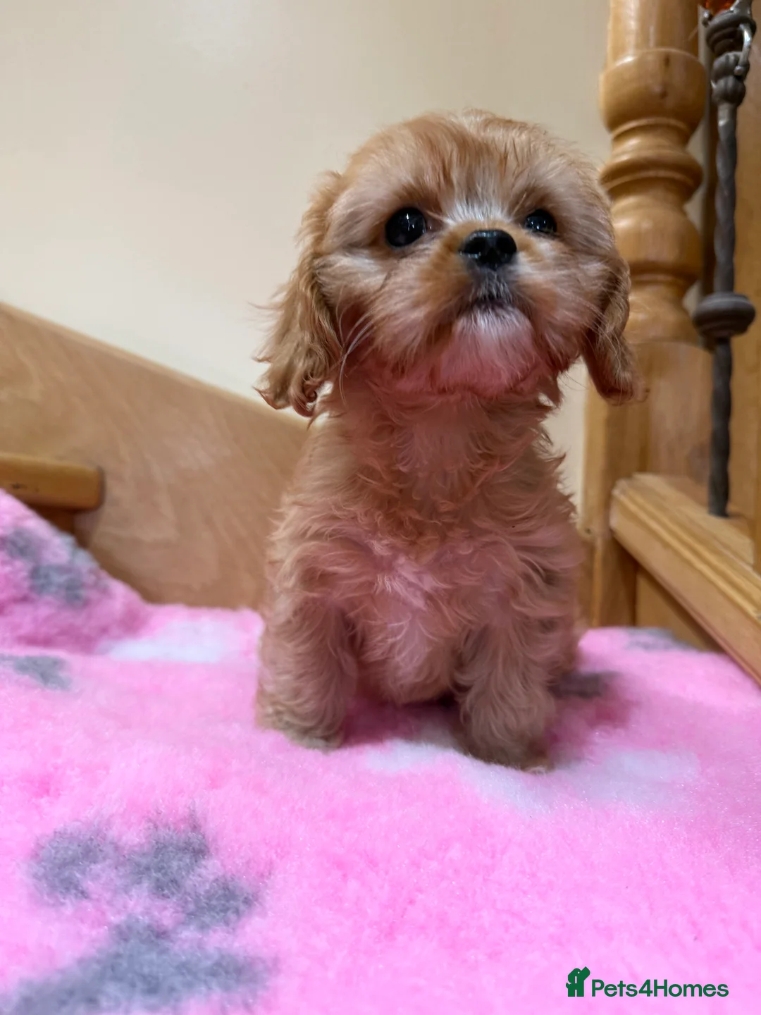 Cavapoochon dogs for sale: Cavapoochon - Advert 12