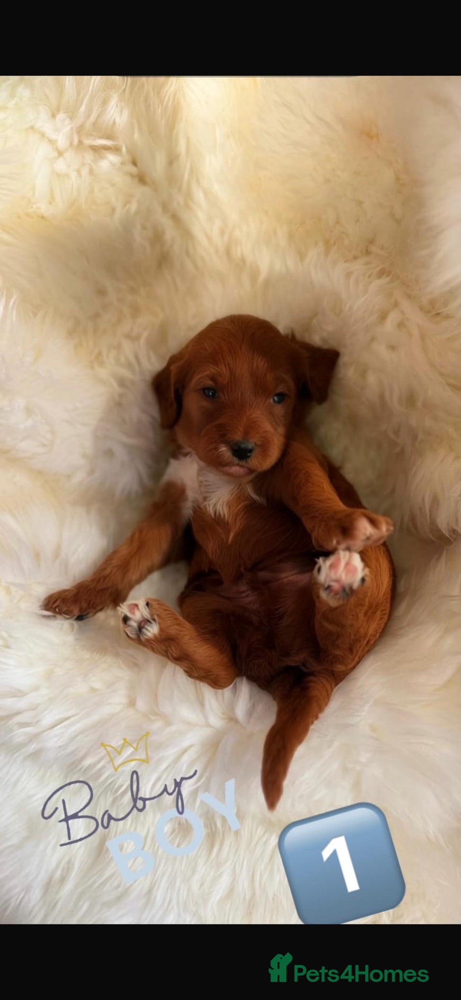 Cavapoo dogs 🥇TOP QUALITY F1 CAVAPOO BABIES!🥇 - Advert 5