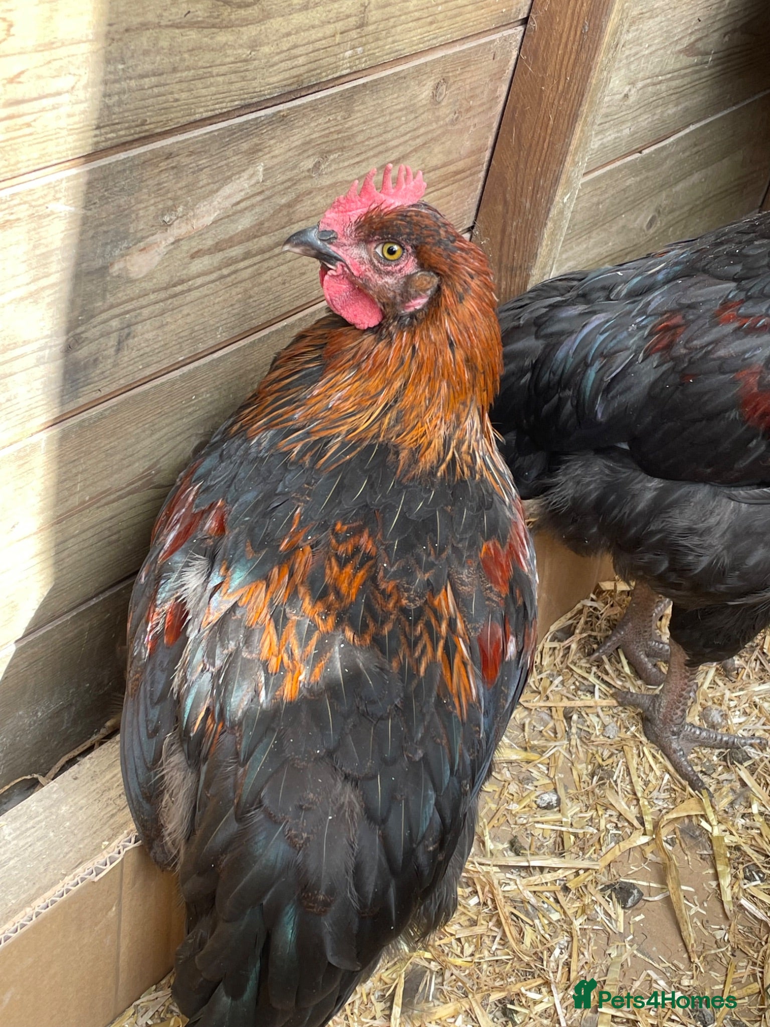 Chickens poultry Ravishing Roosters free to good homes  - Advert 2