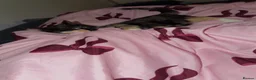 Domestic Shorthair cats for sale: Short hair tabby  - Advert 4