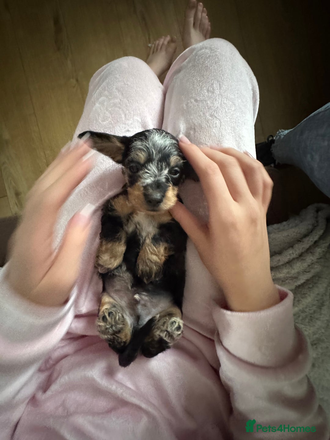 Dachshund dogs for sale: 8 dachshund puppies  - Image 26