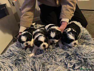 Shih Tzu dogs Beautiful shih tzu pups for sale - Advert 10