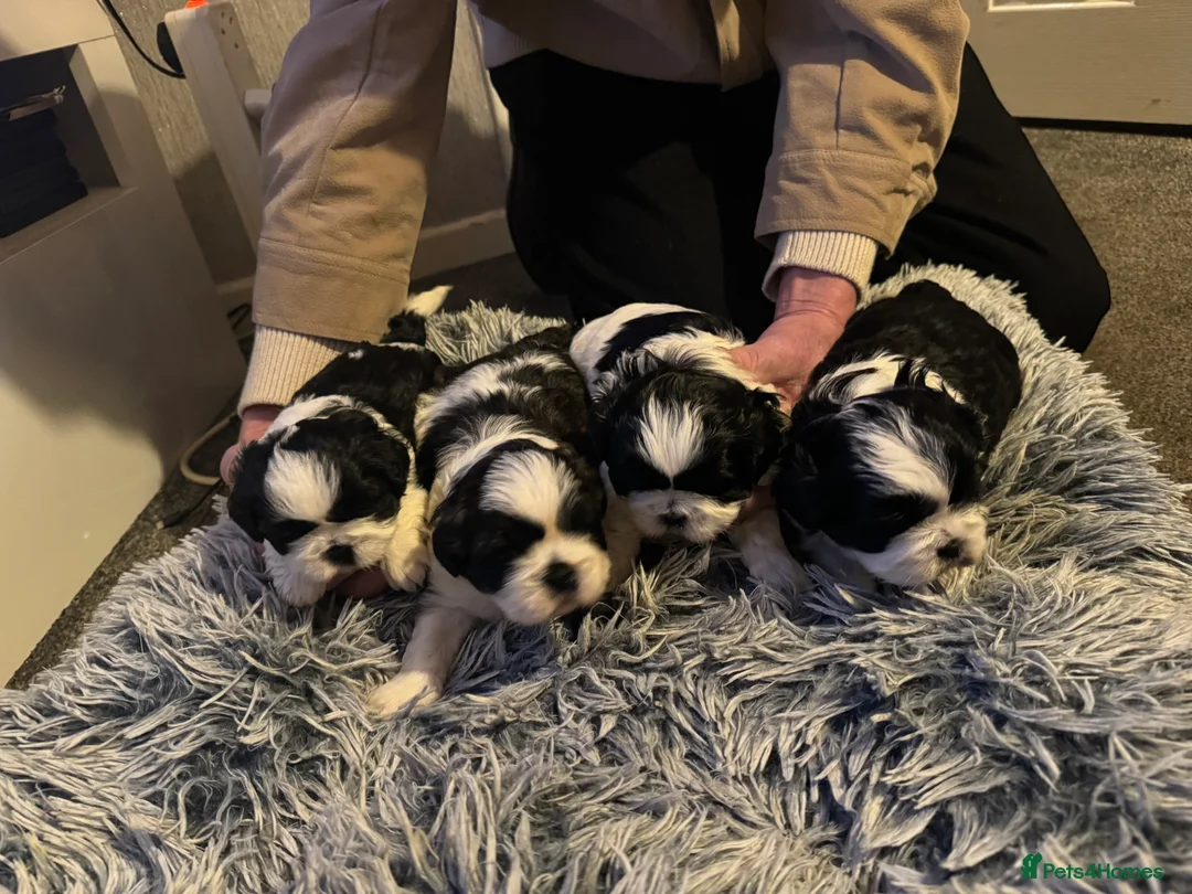 Shih Tzu dogs for sale: Beautiful shih tzu pups for sale - Advert 1