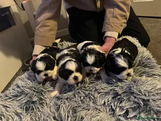 Shih Tzu dogs Beautiful shih tzu pups for sale - Advert 13