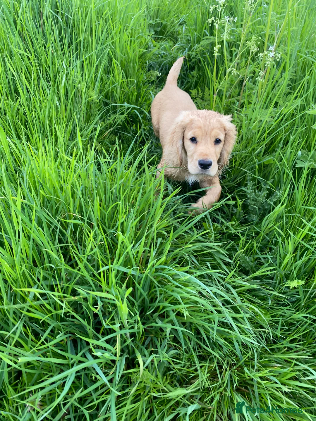 Cocker Spaniel dogs for sale: Stunning LEMON KC Reg Working Cocker Spaniel pups - Advert 22