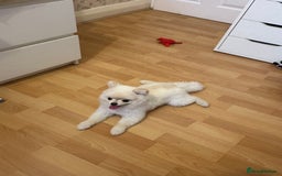 Pomeranian dogs for sale: 🐾✨ Adorable Male White Pomeranian Puppy ✨🐾 - Image 2