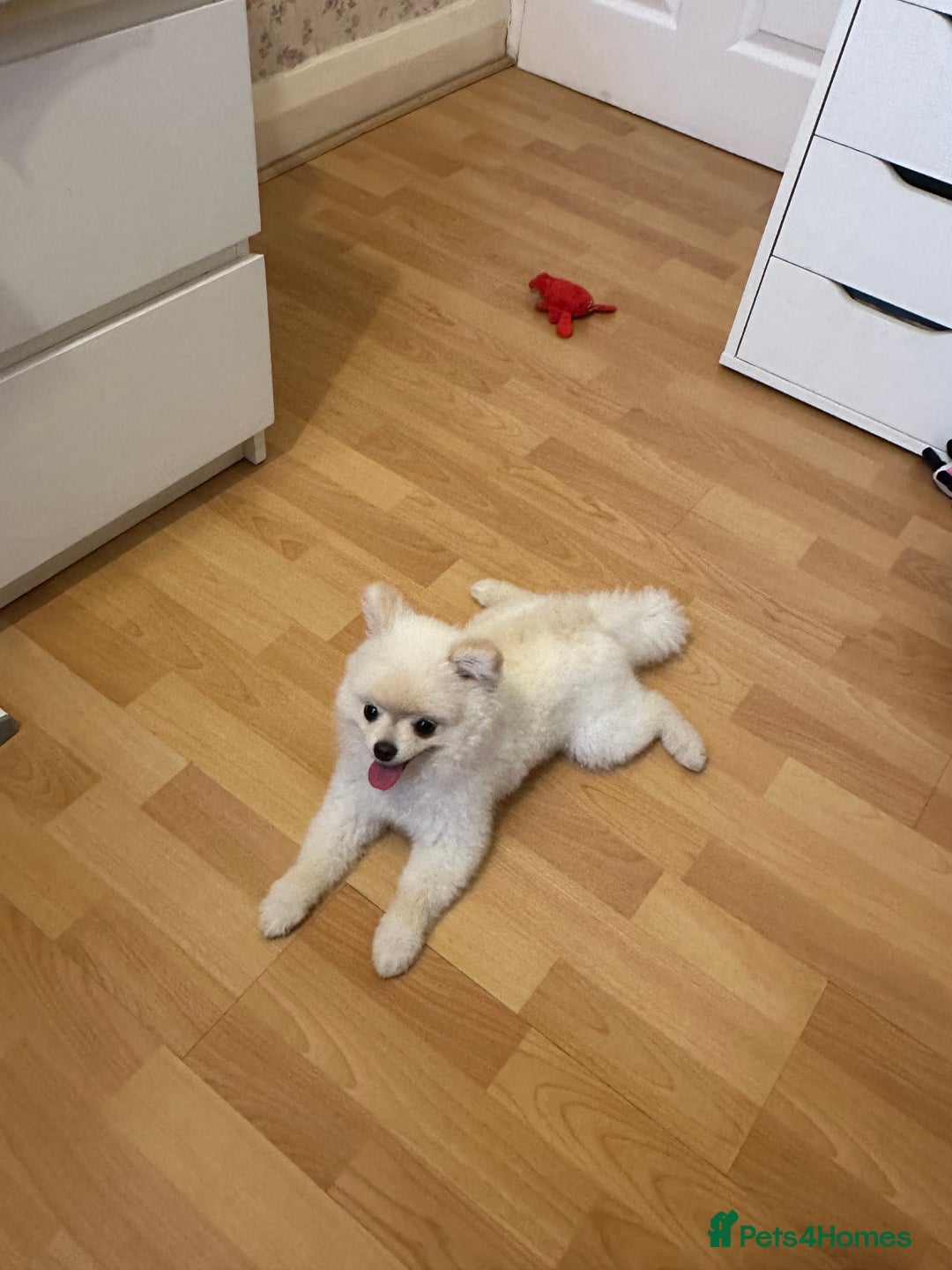 Pomeranian dogs for sale: 🐾✨ Adorable Male White Pomeranian Puppy ✨🐾 - Image 2