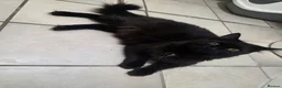 Mixed Breed cats for sale: British longhair mix kittens 2 boys in High Wycombe - Advert 7