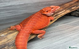 Bearded Dragon reptiles for sale: Red Monster Bearded Dragon - Image 5