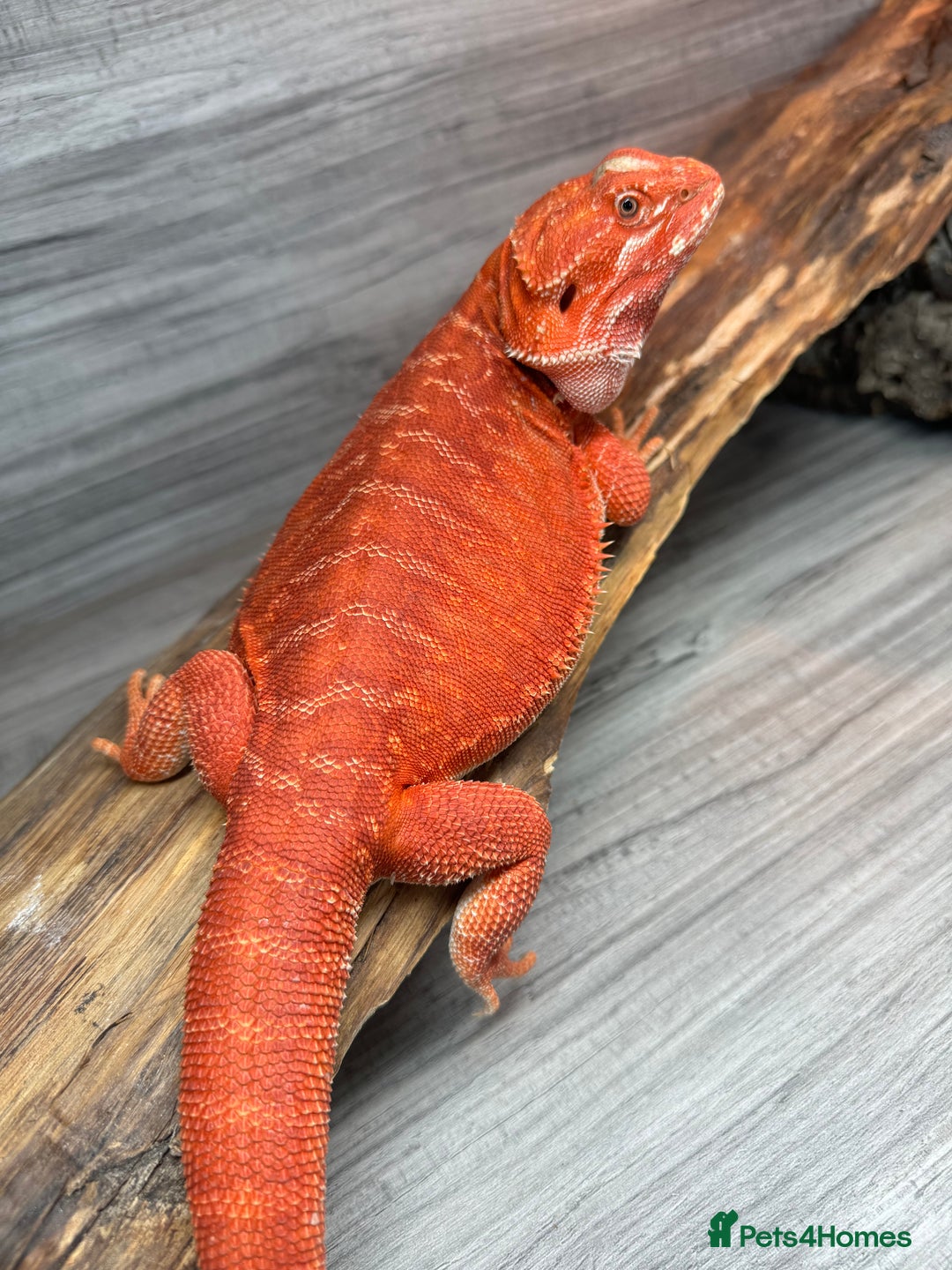 Bearded Dragon reptiles for sale: Red Monster Bearded Dragon - Image 5