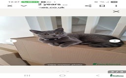 British Shorthair cats for sale: Beautiful British Shorthair Female - Advert 1