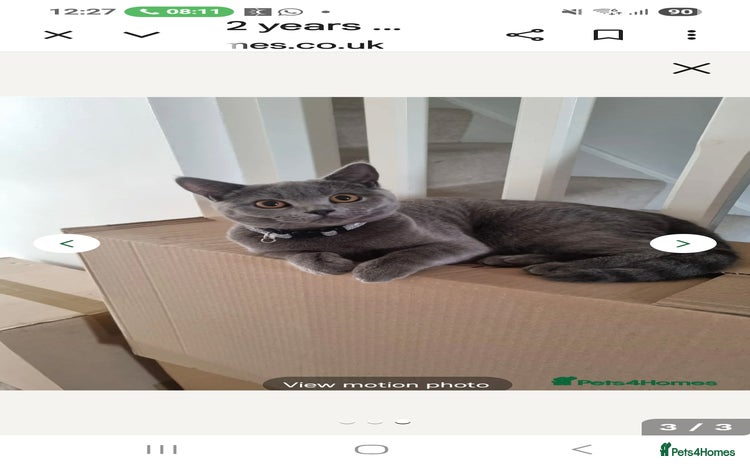 British Shorthair cats Beautiful British Shorthair Female - Advert 1