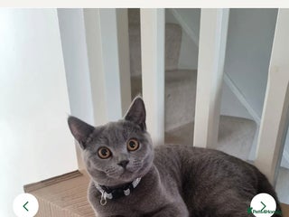 British Shorthair cats Beautiful British Shorthair Female - Advert 2