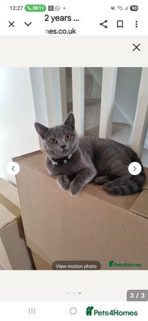 British Shorthair cats Beautiful British Shorthair Female - Advert 1