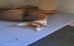 Abyssinian cats for sale: 5✨TICA Beautiful Abyssinian Kittens - Image 21