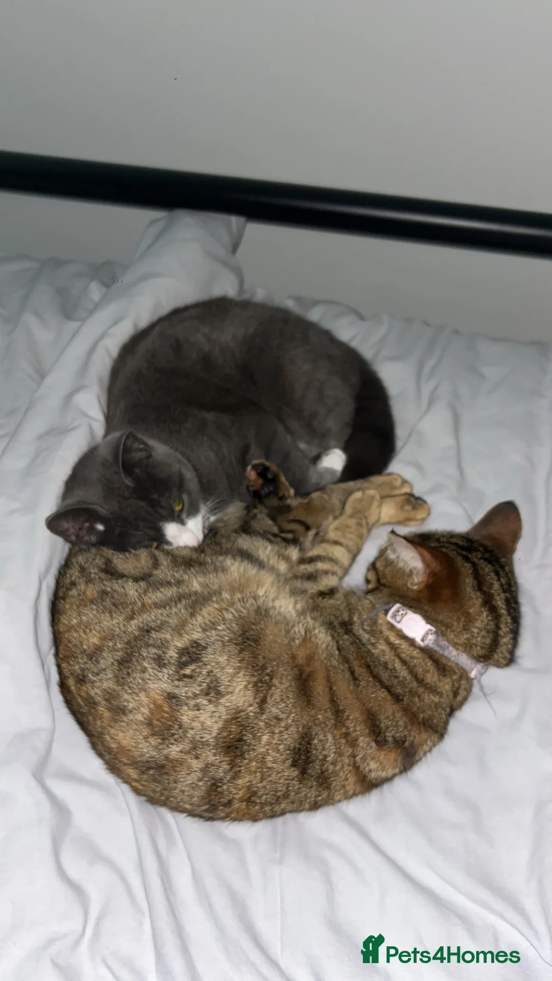 Mixed Breed cats for sale: Sister cats for sale  in Doncaster - Advert 12