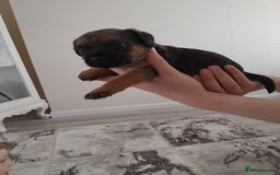 Border Terrier dogs for sale: 5 border terrier puppys  - Image 12