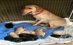 Labrador Retriever dogs for sale: Labrador puppies - Image 15