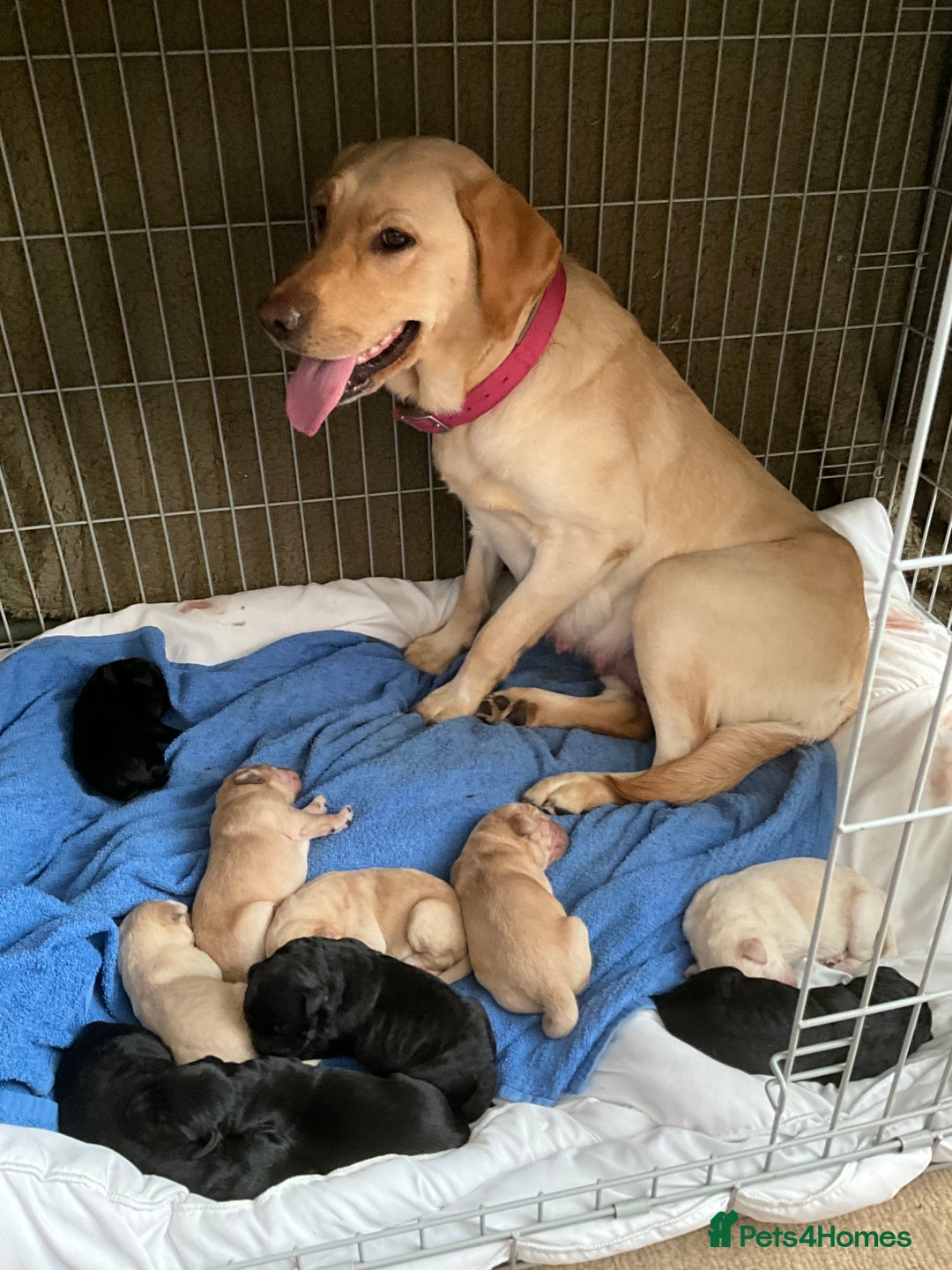 Labrador Retriever dogs for sale: Labrador puppies - Image 15