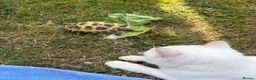 Tortoise reptiles for sale: Horse field tortoises  - Advert 4