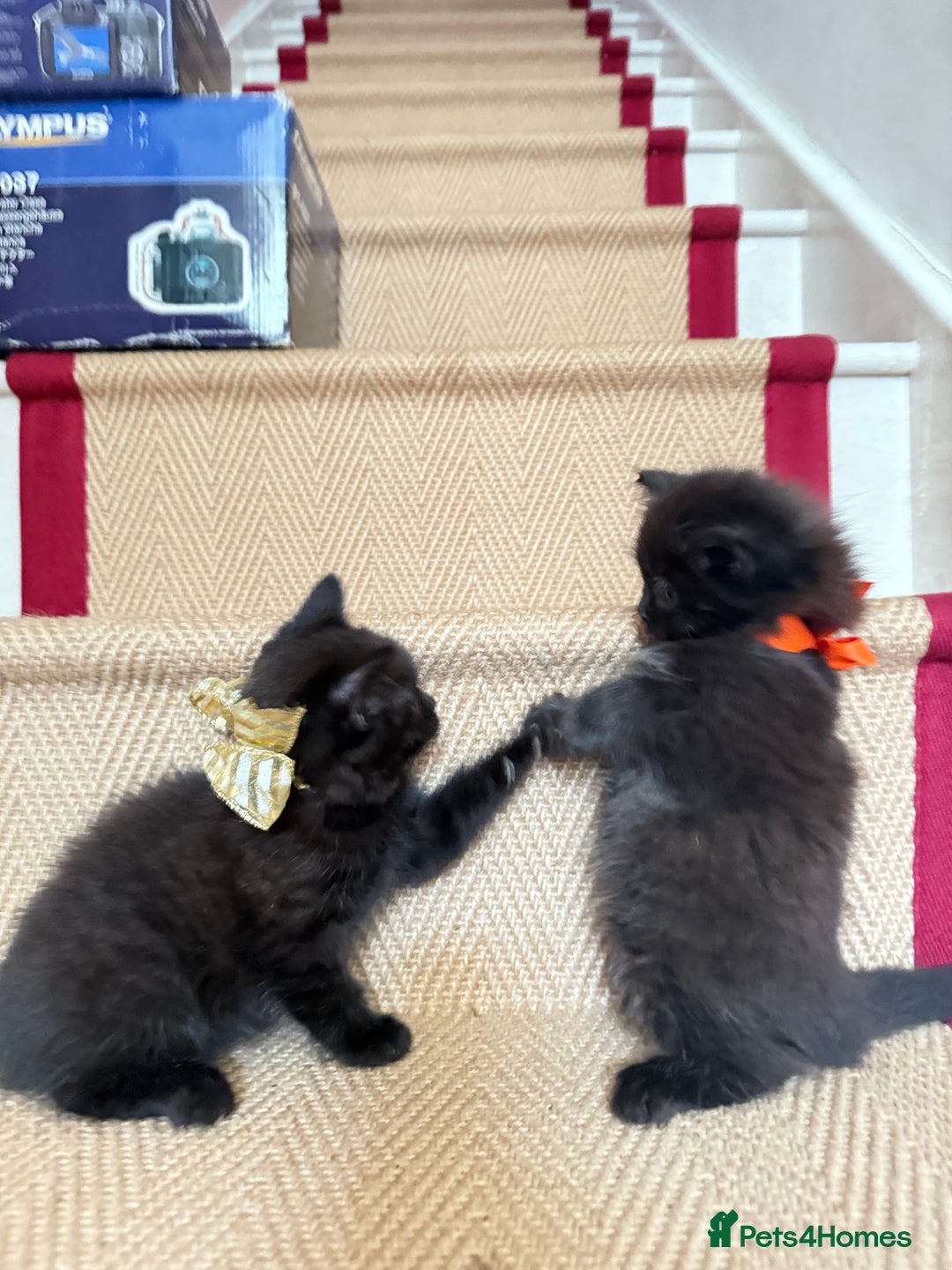 British Shorthair cats for sale: British Shorthair x Persian Kittens Available Now! - Advert 20