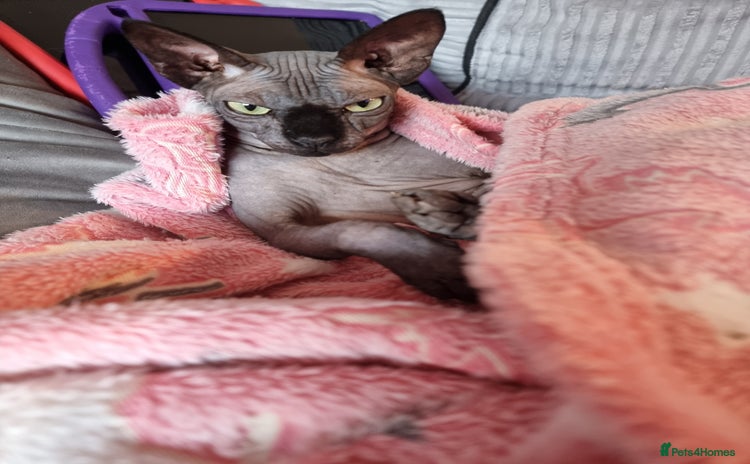 Sphynx cats - Advert 1