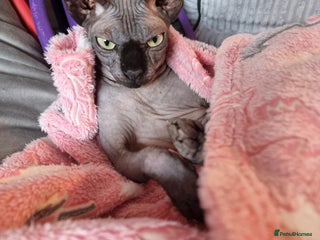 Sphynx cats - Advert 17